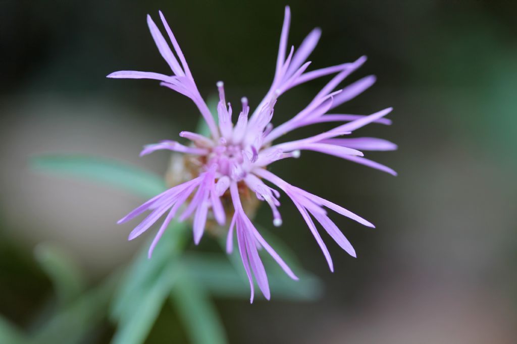 Centaurea jacea ssp. gaudinii?